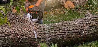 Best Lawn Pest Prevention  in Mooreland, OK