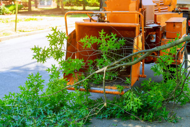 Best Hedge Trimming  in Mooreland, OK