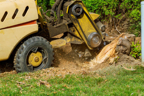 Best Lawn Disease Treatment  in Mooreland, OK