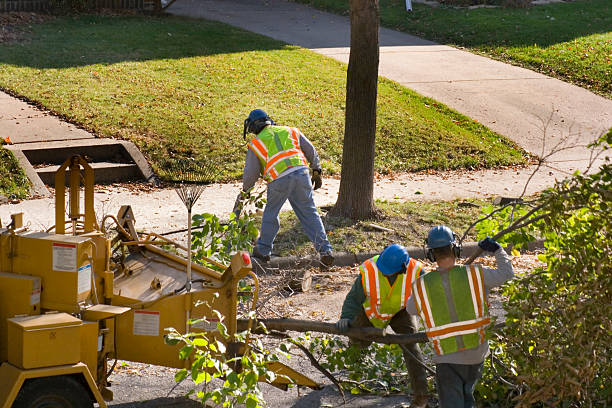 Best Fruit Tree Pruning  in Mooreland, OK