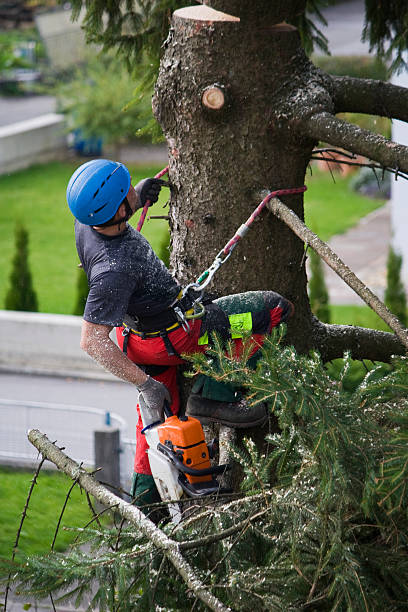 Best Tree Mulching  in Mooreland, OK
