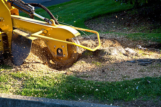 Best Hazardous Tree Removal  in Mooreland, OK