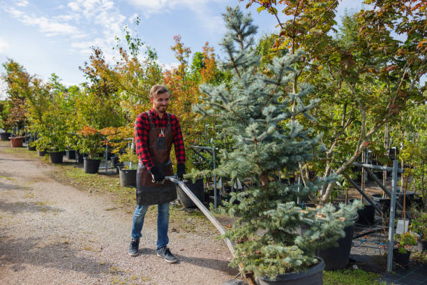 Best Emergency Tree Removal  in Mooreland, OK