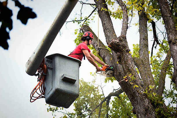 Best Stump Grinding and Removal  in Mooreland, OK