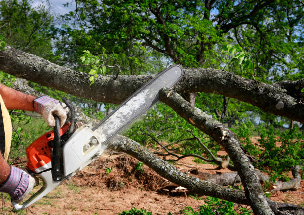 Professional Tree Services in Mooreland, OK