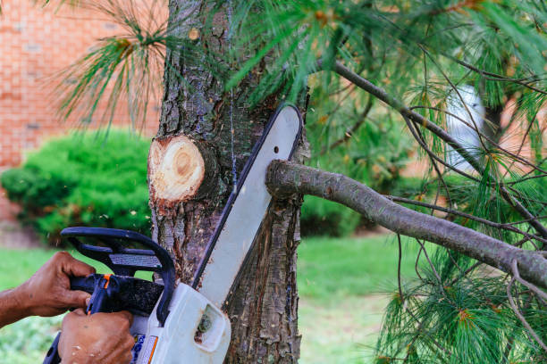  Mooreland, OK Tree Services Pros
